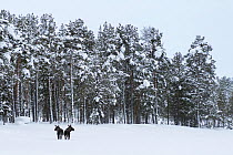 European elk (Alces alces) in snow, Tjamotis, Lapland, Sweden, February.