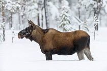 European elk (Alces alces) female in snow, Tjamotis, Lapland, Sweden, February.