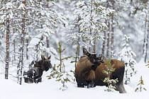 European elk (Alces alces) female and calf in snow, Tjamotis, Lapland, Sweden, February.