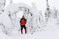 Erlend Haarberg skiing in snow covered spruce forest, Stubba Nature Reserve, Laponia, Lapland, Sweden, February, 2013.