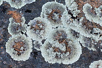 Arctoparmelia lichen (Arctoparmelia centrifuga) on rock, Lapland, Sweden, June.