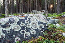 Scots pine (Pinus sylvestris) forest with rocks covered by arctoparmelia lichen (Arctoparmelia centrifuga), Lapland, Sweden, June.