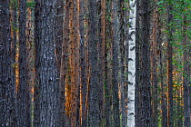 Scots pine (Pinus sylvestris) and mountain birch (Betula pubescens), Muddus National Park, Laponia, Lapland, Sweden, June.