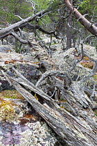 Scots pine (Pinus sylvestris) forest, with rocks covered by arctoparmelia lichen (Arctoparmelia centrifuga), Stora Sjofallet National Park, Laponia, Lapland, Sweden, July.