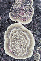 Arctoparmelia lichen (Arctoparmelia centrifuga) on rock, Stora Sjofallet National Park, Laponia, Lapland, Sweden, July.