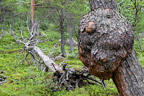 Scots pine (Pinus sylvestris) forest, Stora Sjofallet National Park, Laponia, Lapland, Sweden, July.