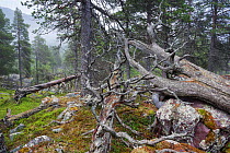 Scots pine (Pinus sylvestris) forest in fog, with rocks covered by arctoparmelia lichen (Arctoparmelia centrifuga), Stora Sjofallet National Park, Laponia, Lapland, Sweden, July.