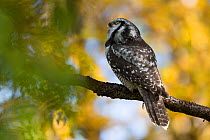 Northern hawk owl (Surnia ulula) perched in birch forest, Sarek National Park, Laponia World Heritage Site, Lapland, Sweden, August.