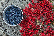 Pot of bilberries (Vaccinium myrtillus) near alpine bearberry (Arctostaphylos alpina) leaves, Sarek National Park, Laponia World Heritage Site, Lapland, Sweden, September.