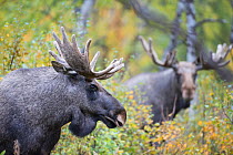 European elk (Alces alces) males, Rapadalen, Sarek National Park, Laponia World Heritage Site, Lapland, Sweden, September.