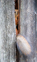 Red squirrel (Sciurus vulgaris), Stora Sjofallet National Park, Laponia, Lapland, Sweden, September.