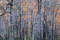 Aspen forest, Stora Sjofallet National Park, Laponia World Heritage Site, Lapland, Sweden, September.