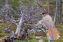 Siberian jay (Perisoreus infaustus) in Scots pine forest, near fallen tree, Stora Sjofallet National Park, Laponia World Heritage Site, Lapland, Sweden, October.