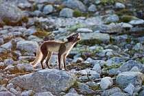 Arctic fox (Alopex lagopus) adult barking on rocks, Dovrefjell-Sunndalsfjella National Park, Norway, July.