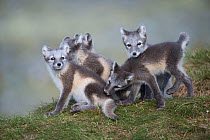 Arctic fox (Alopex lagopus) cubs playing, Dovrefjell-Sunndalsfjella National Park, Norway, July.