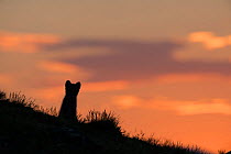 Arctic fox (Alopex lagopus) silhouetted against colourful sky, Dovrefjell-Sunndalsfjella National Park, Norway, July.