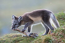 Arctic fox (Alopex lagopus) cub chewing on reindeer foot, Dovrefjell-Sunndalsfjella National Park, Norway, July.