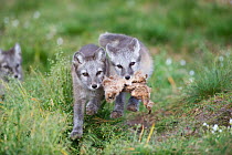 Arctic fox (Alopex lagopus) cubs playing with skin, Dovrefjell-Sunndalsfjella National Park, Norway, July.