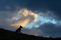Arctic fox (Alopex lagopus) silhouetted against stormy sky, Dovrefjell-Sunndalsfjella National Park, Norway, July.