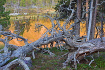 Scots pine (Pinus sylvestris) forest, Stora Sjofallet National Park, Laponia World Heritage Site, Lapland, Sweden, August.
