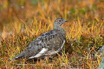 Rock ptarmigan (Lagopus muta) female in summer plumage, Sarek National Park, Laponia World Heritage Site, Lapland, Sweden, September.
