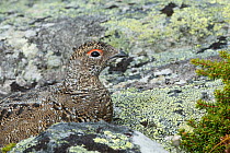 Rock ptarmigan (Lagopus muta) female in summer plumage, Sarek National Park, Laponia World Heritage Site, Lapland, Sweden, September.