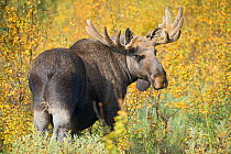 European elk / Moose (Alces alces) male, Sarek National Park, Laponia World Heritage Site, Lapland, Sweden, September.