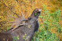 European elk / Moose (Alces alces) male feeding on willow, Sarek National Park, Laponia World Heritage Site, Lapland, Sweden, September.