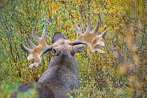 European elk / Moose (Alces alces) male feeding on willow, Sarek National Park, Laponia World Heritage Site, Lapland, Sweden, September.