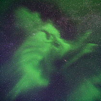 Northern lights (Aurora borealis) over Rapadalen, Sarek National Park, Laponia World Heritage Site, Lapland, Sweden, September.