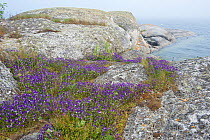 Wild pansy (Viola tricolor), Stockholm archipelago, Sweden, June.
