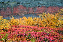 Birch forest in autumn, Hraunfossar, Iceland, September.