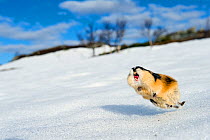 Norway lemming (Lemmus lemmus) jumping aggressively, during the lemming population explosion, Vauldalen, Norway, May, 2011.
