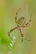 Wasp spider (Argiope bruennichi) female on web showing classic zig zag pattern, Hertfordshire, England, UK. September.  Focus stacked image