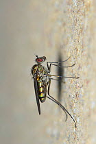 Waterfall fly (Liancalus virens) on wall, London, England, UK, May