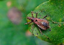 Tree damsel bug (Himacerus apterus) on Oak leaf, Hertfordshire, England, September