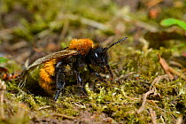 Tawny mining bee (Andrena fulva) female on ground looking for suitable nest site, Hertfordshire, England, UK. April
