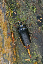 Tanner beetle (Prionus coriarius) female on tree distributing pheromone to attract a male, Surrey, England, UK. August