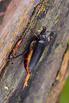 Tanner beetle (Prionus coriarius) female on tree distributing pheromone to attract a male, Surrey, England, UK. August