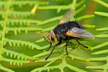 Tachnid fly (Tachina grossa) Surrey, England, UK. August.