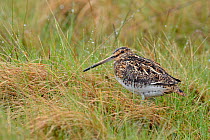 Snipe (Gallinago gallinago)standing among wet grass after heavy rain. Upper Teesdale, England, UK, May.