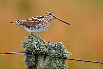Snipe (Gallinago gallinago) on old fence post in rain. Upper Teesdale, Durham, England, UK, May