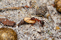 Slave-maker ant (Formica sanguinea) carrying pupae back from a raided nest, Surrey, England, UK.  August.
