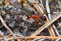 Slave-maker ant (Formica sanguinea) carrying larvae back from a raided nest, Surrey, England, UK.  August.
