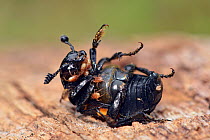 Sexton / Burying Beetle (Nicrophorus vespilloides) rolled onto back showing the Phoretic mites it is carrying, Hertfordshire, England, UK.  September