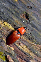 Rusty click beetle (Elater ferrugineus) extremely scarce species. Surrey, England, UK. July