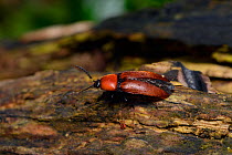 Rusty click beetle (Elater ferrugineus) extremely scarce. Male about to take flight searching for a female.  Surrey, England, UK. July