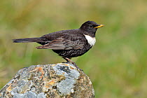 Ring ouzel (Turdus torquatus) male perched on rock, Upper Teesdale, Durham, England, UK. May