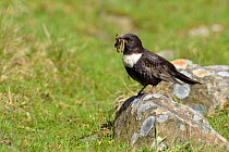 Ring Ouzel (Turdus torquatus) male perched on rock with food, Upper Teesdale, Durham, England, UK. May
