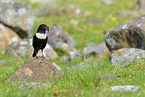 Ring Ouzel (Turdus torquatus) male collecting food in typical upland habitat, Upper Teesdale, Durham, England, UK. May